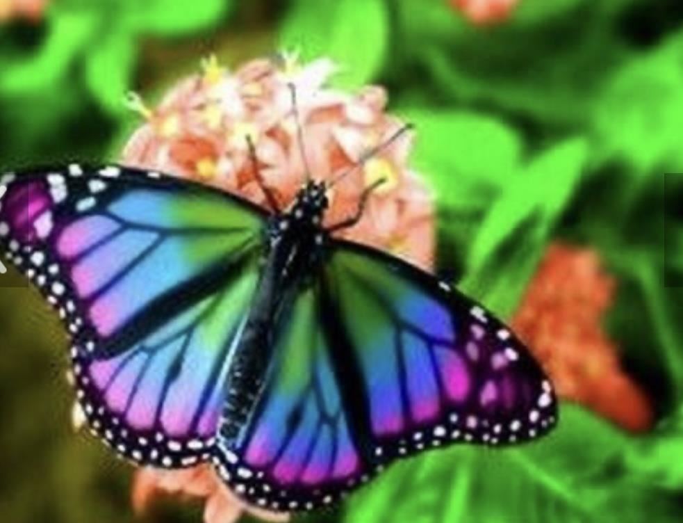butterfly 1 